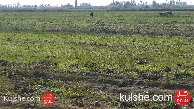 ارض زراعية بقرية 4 بسهل الطينة القنطرة شرق شمال سيناء بيع مباشر من المالك - صورة 1