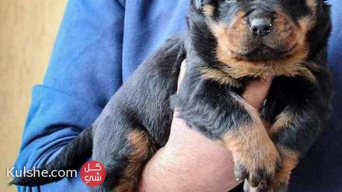 Puppie Rottweiler For Sale Champion Bloodline - صورة 1