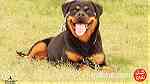 Puppie Rottweiler For Sale Champion Bloodline - صورة 2