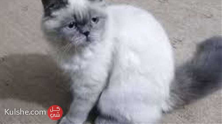 قطط للبيع شيرازي هماليا جدة - Image 1