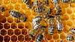 العسل الطبيعي مكفول ولقد تم تحليله في المخبر الطبي - صورة 1