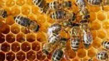 العسل الطبيعي مكفول ولقد تم تحليله في المخبر الطبي