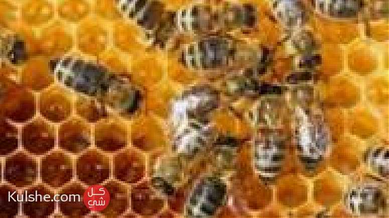 العسل الطبيعي مكفول ولقد تم تحليله في المخبر الطبي - Image 1