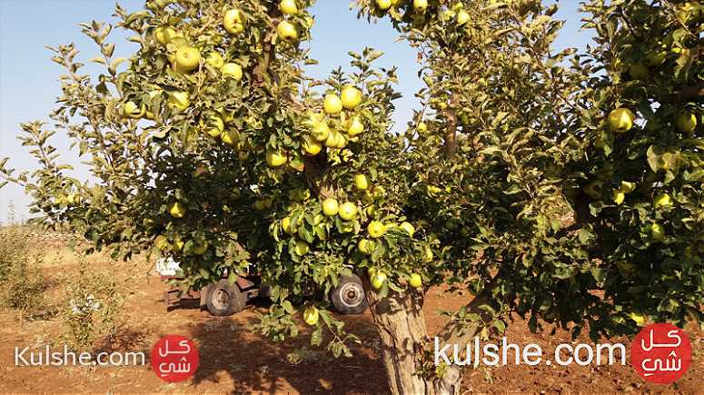 بستان تفاح للبيع منطقة عقربا سهوة الخضر - صورة 1