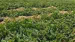 قطعتين أرض زراعية تربة خصبة مسجلة عقد خالص الثمن ومسجل – النوبارية الجديدة - Image 1