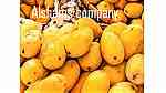 fresh mango with high quality - صورة 2