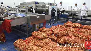 محصول البطاط عالي الجودة
