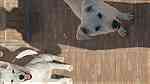 ٢كلب لابرادو، ذكر واتثى، عمر ٦ شهور، للبيع معا بسعر اجمالي ٥٠٠ درهم للاثنين - صورة 2