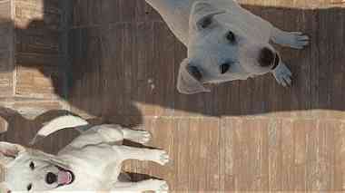 ٢كلب لابرادو، ذكر واتثى، عمر ٦ شهور، للبيع معا بسعر اجمالي ٥٠٠ درهم للاثنين