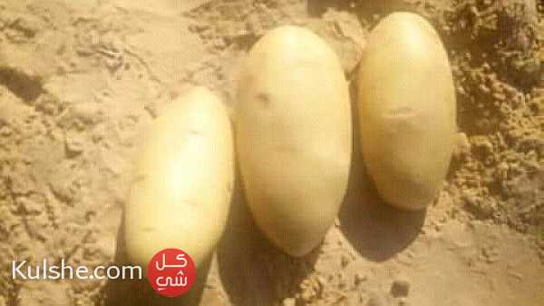 بيع بطاطا ومواد غذاىية في الجزاير - Image 1