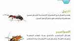 شركة الحطيم لمكافحة الحشرات والقوارض - Image 7