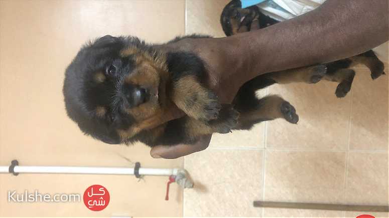 Rottwiler puppies for sale جراوي روت وايلر - Image 1