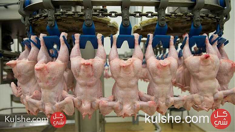 دجاج مجمد حلال - Image 1