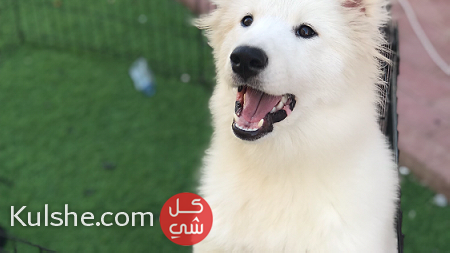 كلب سامويد العمر ٧ شهور - Image 1