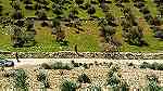 ارض للبيع في مرصع على حدود اراضي عمان - صورة 7