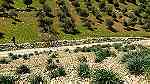 ارض للبيع في مرصع على حدود اراضي عمان - Image 8