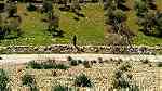 ارض للبيع في مرصع على حدود اراضي عمان - صورة 10