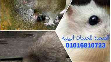 الامراض التي تسببها الفئران