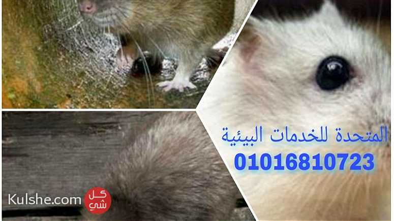 الامراض التي تسببها الفئران - صورة 1