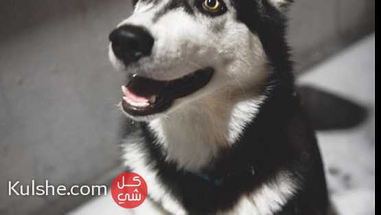 للبيع كلب هاسكي العمر ٣شهور - Image 1