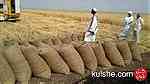 سعر منافس استيراد محاصيل ارض السودان بصل بطاطس سمسم - صورة 7