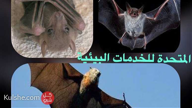 الخفاش وهجومه علي أحدي القري - Image 1