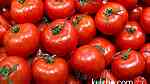 تصدير الطماطم، البطيخ، البطاطا إلى جميع أنحاء العالم - صورة 2