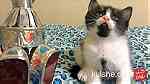 قطة شيرازي بيور 50 يوم للبيع بالسلرقة - Image 1