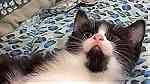 قطة شيرازي بيور 50 يوم للبيع بالسلرقة - Image 5
