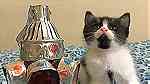 قطة شيرازي بيور 50 يوم للبيع بالسلرقة - Image 6