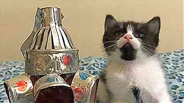 قطة شيرازي بيور 50 يوم للبيع بالسلرقة