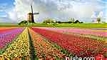 تصدير من هولندا - Image 3