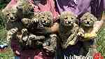 Cheetah Cubs for sale|Tiger cubs for sale| Lion cubs for Sale - Image 1