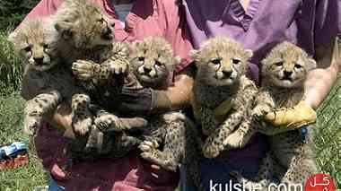 Cheetah Cubs for sale|Tiger cubs for sale| Lion cubs for Sale