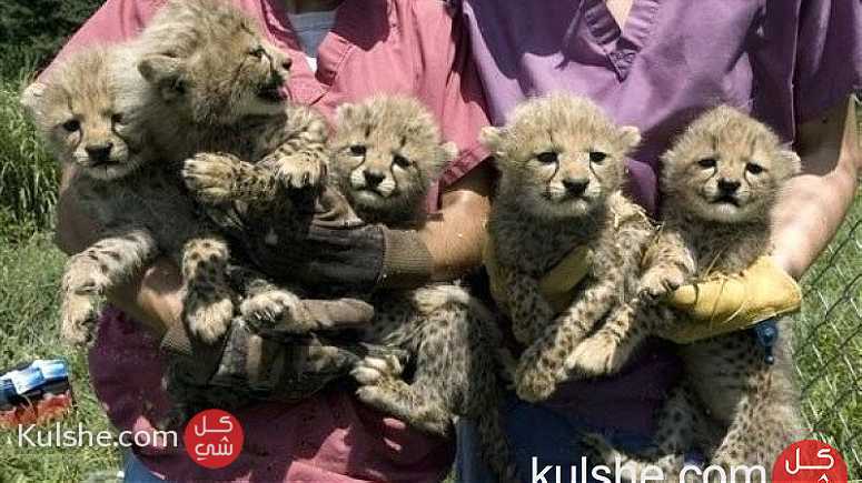 Cheetah Cubs for sale|Tiger cubs for sale| Lion cubs for Sale - صورة 1