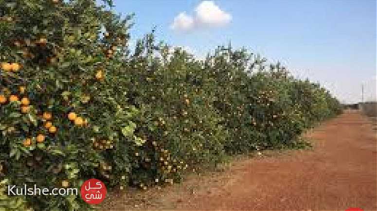 مزرعة من الطراز الرفيع  بالمغرب مدينة مكناس 260 هكتار - Image 1