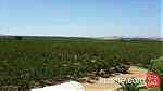 مزرعة من الطراز الرفيع  بالمغرب مدينة مكناس 260 هكتار - Image 10