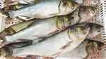 مختلف الاسماك الكارب الاخطبوط السردين الخ - صورة 2