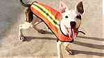 كلب DOGO Argentino Puppies - صورة 3