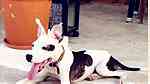 كلب DOGO Argentino Puppies - صورة 4