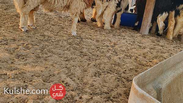 للبيع اضاحي خرفان ذكور في ابوظبي نعيمي ونجدي - صورة 1