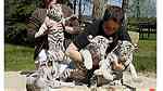 White Tiger cubs for sale|Cheetah Cubs for sale|Lion cubs for Sale - Image 2