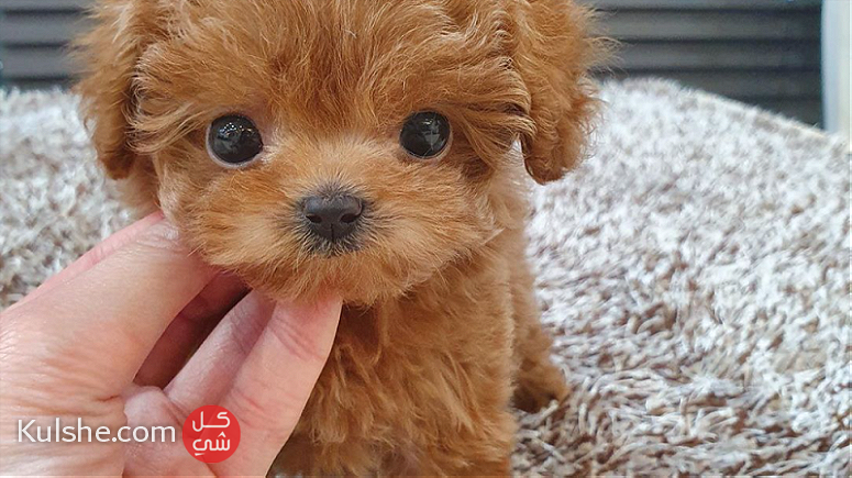Gorgeous toy poodle puppies for sale - صورة 1
