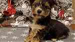Cute Yorkshire Puppies for sale - Image 1