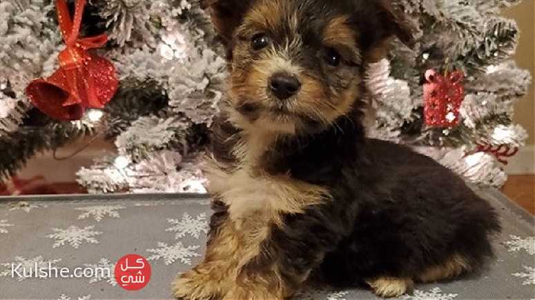Cute Yorkshire Puppies for sale - صورة 1
