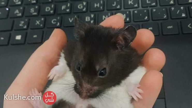 Hamster for sale 50 dirham - صورة 1