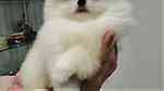 Adorable Pomeranian Puppies Available - صورة 1