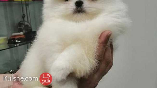 Adorable Pomeranian Puppies Available - Image 1