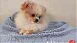 Adorable Pomeranian Puppies Available - صورة 2