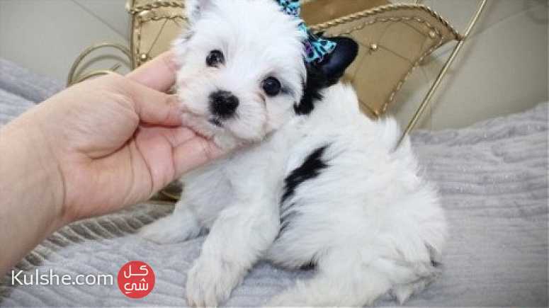 Beautiful Yorkshire Puppies for sale - Image 1
